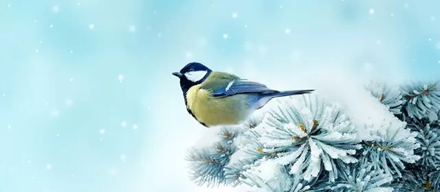 处女座 本周星座运势