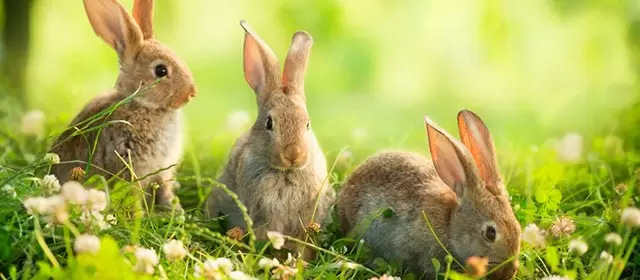 2026年4月15日星期三运势预测 