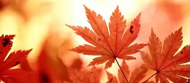 2025年11月8日星期六运势预测 